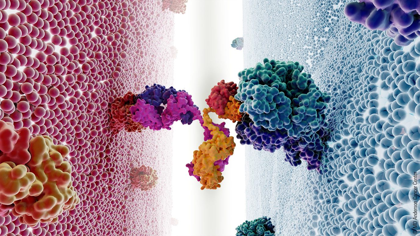 说明双特异性抗体的T细胞和癌症细胞。