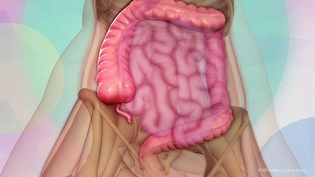 医学插图显示肠子和附录