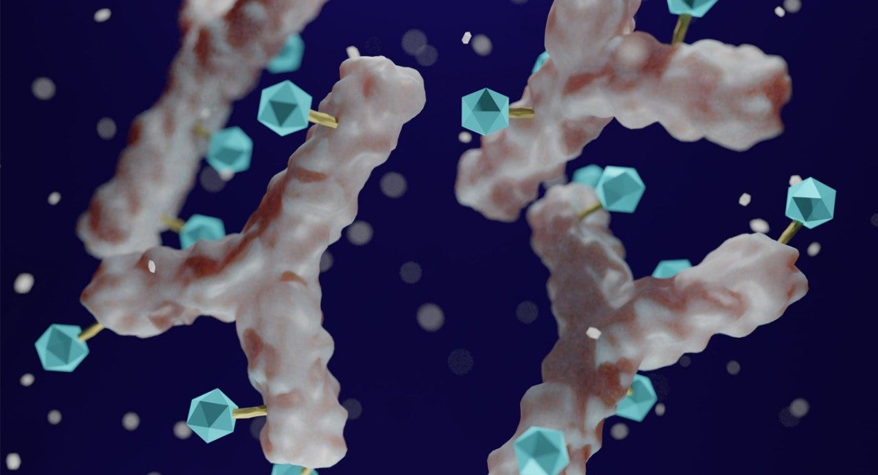 说明白色的抗体与蓝色的细胞毒性的有效载荷。