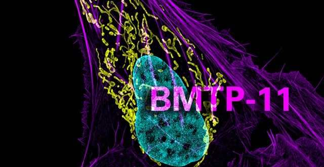 BMTP-11治疗骨肉瘤