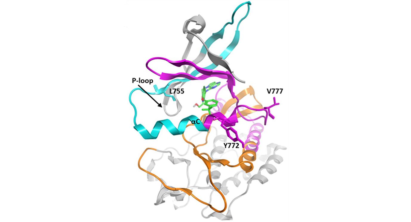 HER2蛋白质结构显示药物装订口袋的位置。外显子19,20和21个结构域分别在蓝色，粉红色和橙色中着色，其中有标记的常见突变的部位。