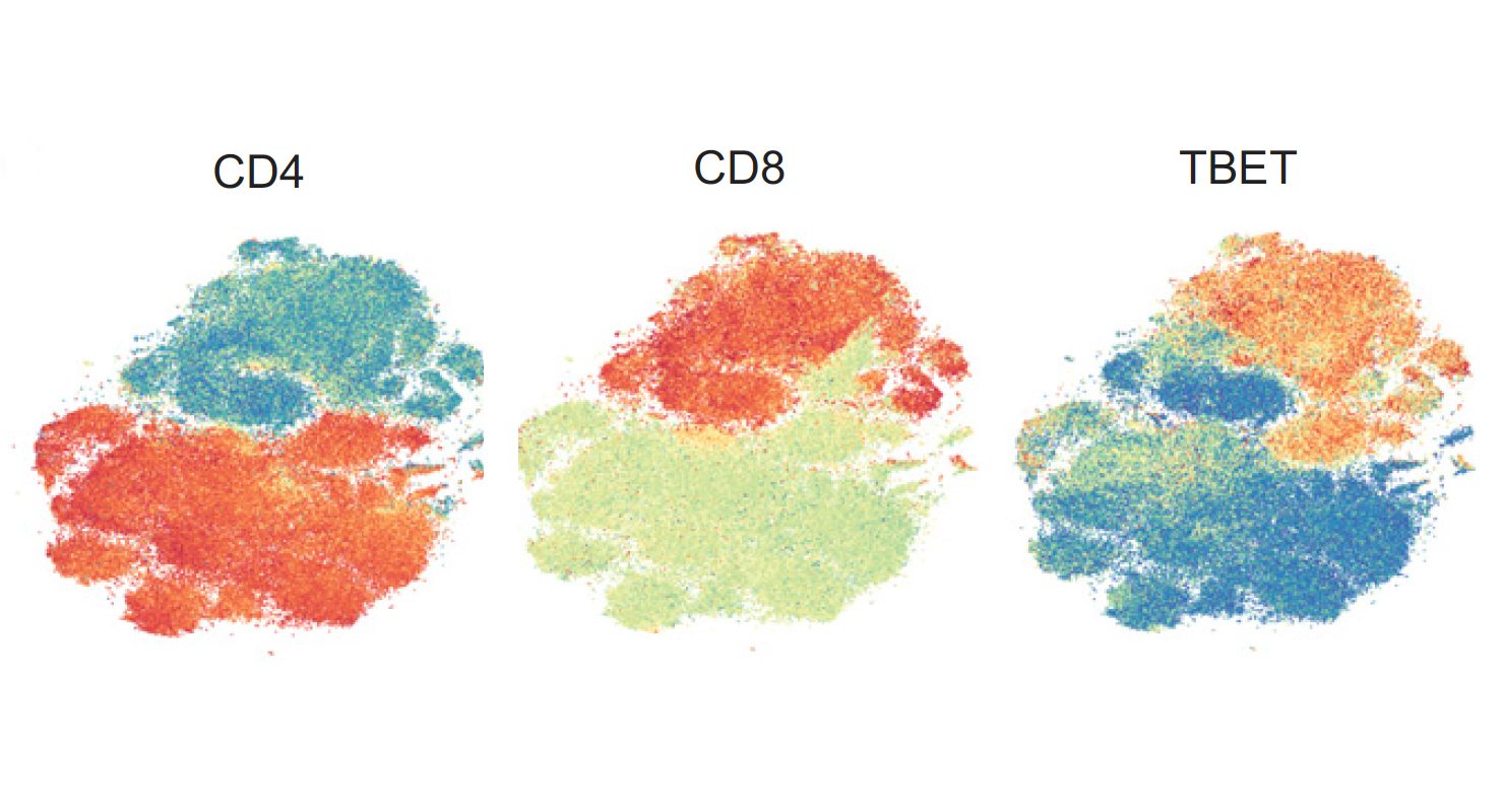 这些T分布的随机邻域嵌入(tSNE)图反映了从接受免疫检查点封锁治疗的患者血液中收集的类似T细胞的分组。覆盖的颜色显示了重要蛋白质的表达——CD4、CD8和TBET——作为热图，红色代表高表达，蓝色代表低表达。