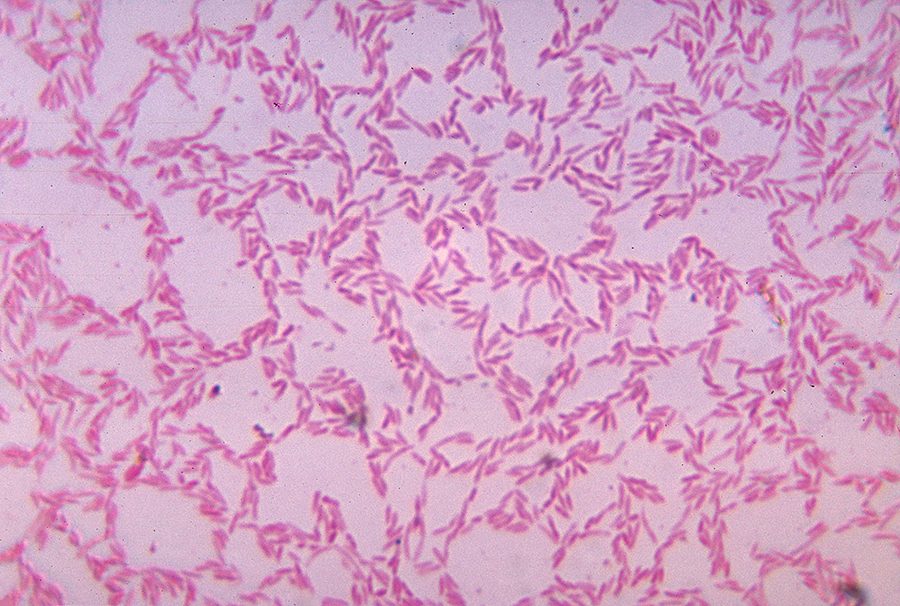 肠道细菌